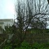 Poda Ou Remoção De árvore E Arbusto