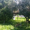 Melhoria 300m2 jardim