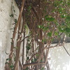 Poda de buganvilia