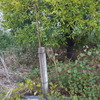 Limpeza De Terreno