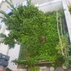 Manutenção De Jardim