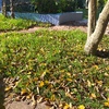 Manutenção De Jardim