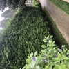 Manutenção De Jardim