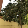 Poda Ou Removeção De árvore E Arbusto