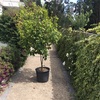 Manutenção De Jardim