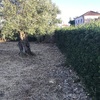 Limpeza do jardim e podas de arbustos e plantar algumas mudas