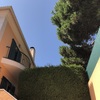 Cortar partes de troncos de 1 pinheiro