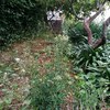 Jardim