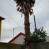Poda Ou Removeção De árvore E Arbusto