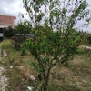 Construção De Jardim