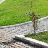 Manutenção De Jardim
