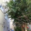 Manutenção De Jardim