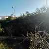 Poda Ou Remoção De árvore E Arbusto
