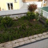 Plantação De árvore E Relva