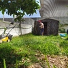 Construção De Jardim