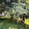 Recuperação e manutenção de jardim (~700m^2)