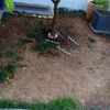 Plantação De árvore E Gramado