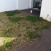 Plantação De árvore E Relva