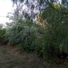 Poda Ou Remoção De árvore E Arbusto