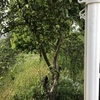 Outros Trabalhos De Jardinagem