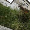 Outros Trabalhos De Jardinagem