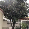 Poda Ou Remoção De árvore E Arbusto