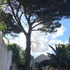 Poda Ou Remoção De árvore E Arbusto