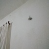 Pintar Casa