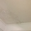 Pintar teto casa de banho e limpar fungos
